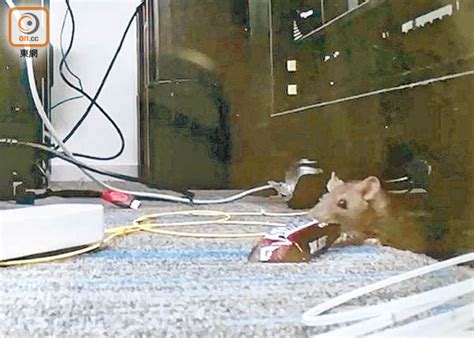 大樓會有老鼠嗎